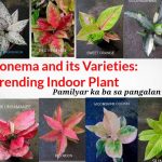 Aglaonema Plant: Varieties And Its Name(Part 2)