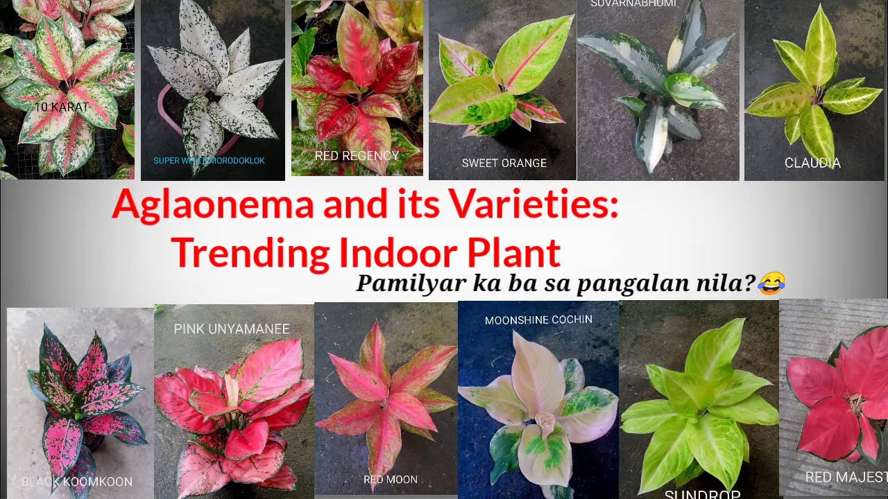 Aglaonema Plant: Varieties And Its Name(Part 2)