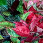 Aglaonema Varieties: The Most Beautiful Types – Plantura