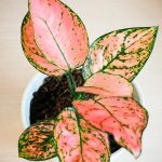 Aglaonema Varieties To Swoon Over: 35 Stunning Chinese Evergreen