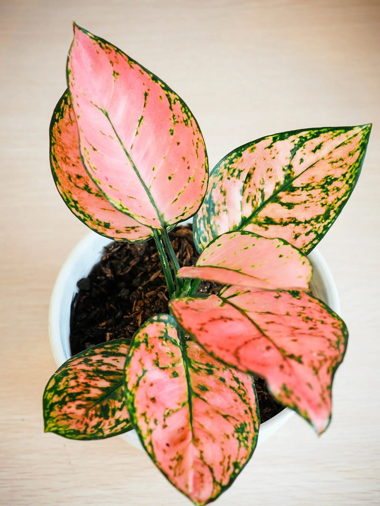 Aglaonema Varieties To Swoon Over: 35 Stunning Chinese Evergreen