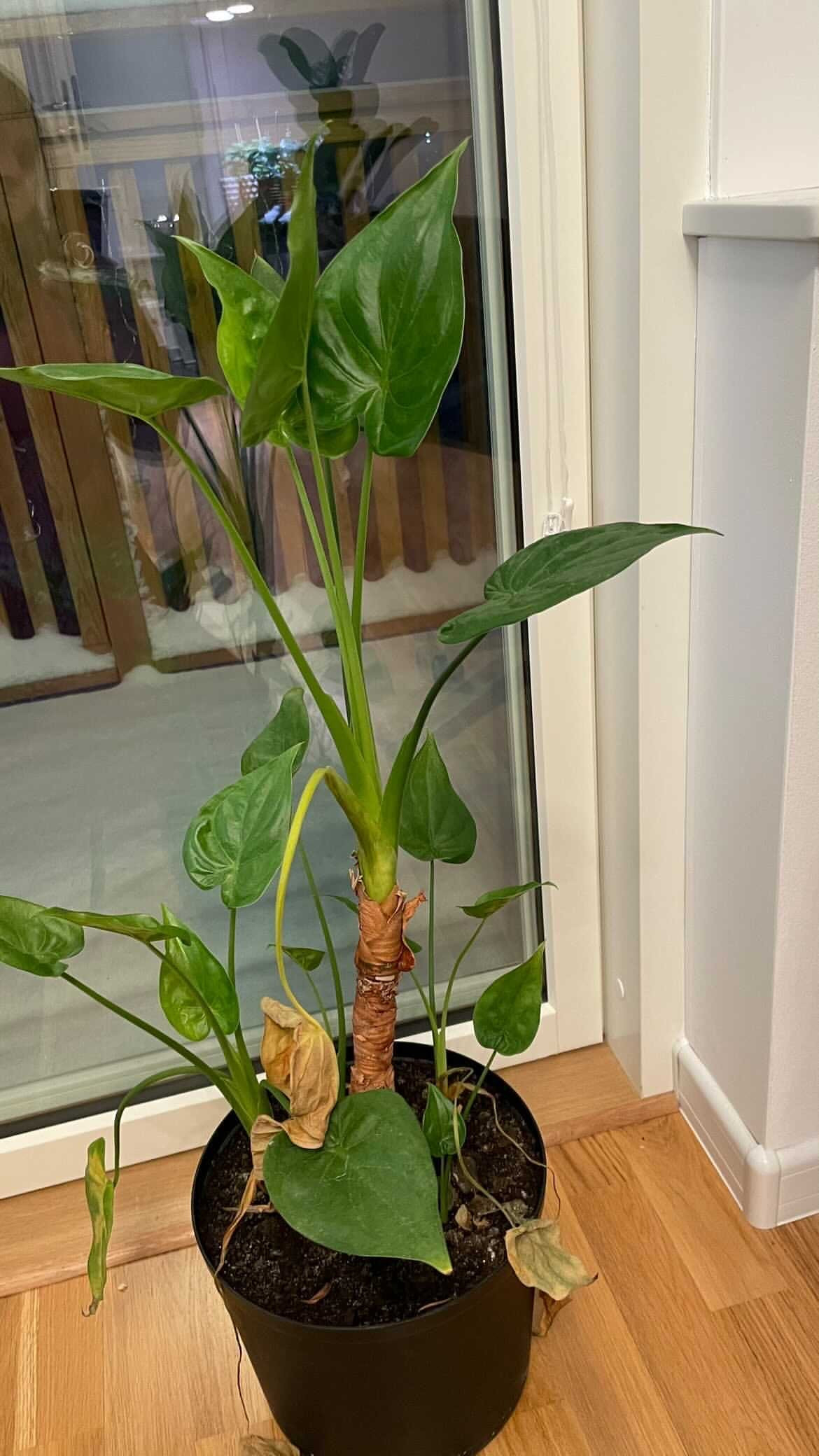 An Ultimate Guide For Alocasia Cucullata (Hooded Elephant Ears)