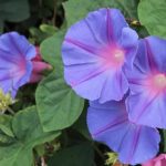 Are Morning Glories Annual, Biennial, Or Perennial Plants?