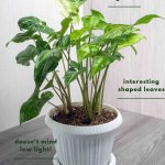 Arrowhead Plant Care – Tips For Growing Syngonium Podophyllum
