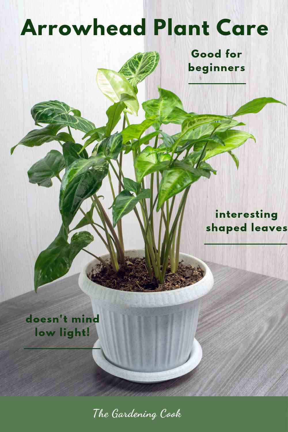 Arrowhead Plant Care - Tips For Growing Syngonium Podophyllum