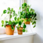 Beginner'S Guide To Caring For Chinese Money Plant (Pilea