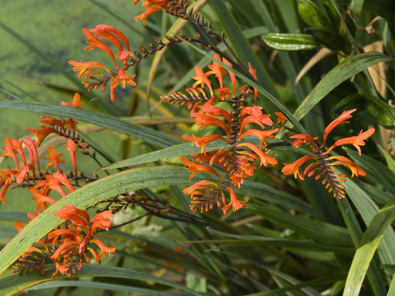 Best Crocosmia Varieties To Grow And How To Care For Them – Saga