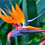 Bird Of Paradise Plant: A Beautiful Plant With Low Human Toxicity