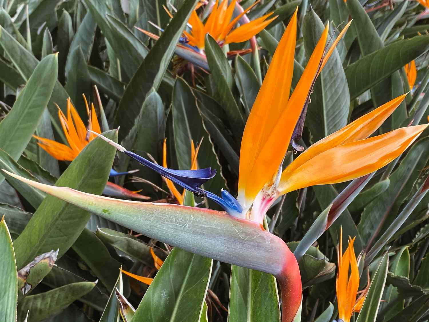 Bird Of Paradise: Plant Care & Growing Guide
