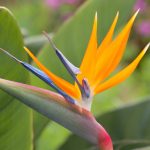 Bird Of Paradise Plant Care – Plantura