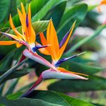 Bird Of Paradise Plant: Flowering & Cultivation – Plantura