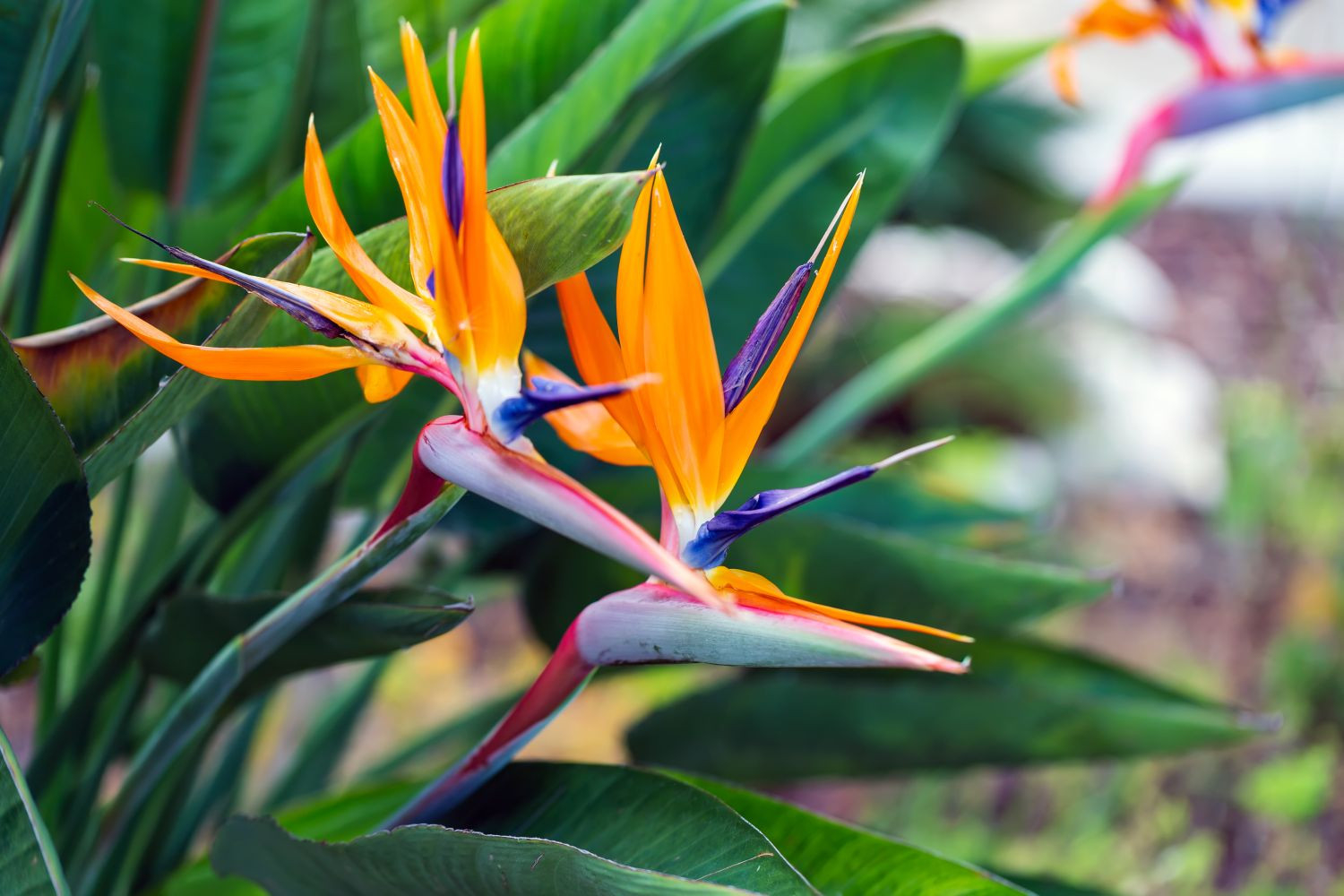 Bird Of Paradise Plant: Flowering & Cultivation – Plantura