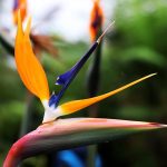 Bird Of Paradise (Strelitzia): Plant Guide | Bbc Gardeners World