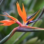 Bird Of Paradise (Strelitzia): Plant Guide | Bbc Gardeners World
