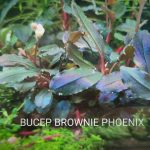 Bucephalandra Brownie Phoenix Aquarium Live Plant, Pet Supplies