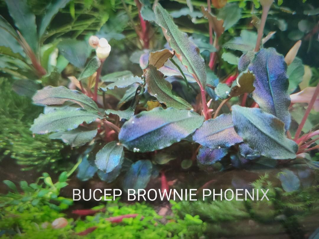 Bucephalandra Brownie Phoenix Aquarium Live Plant, Pet Supplies