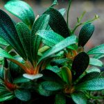 Bucephalandra Care Guide - Planting, Growing And Propagation