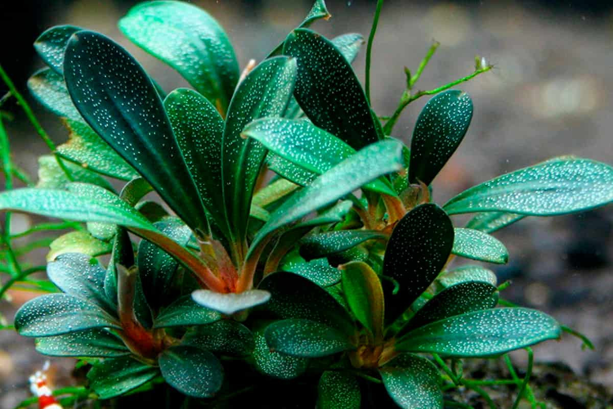 Bucephalandra Care Guide – Planting, Growing And Propagation
