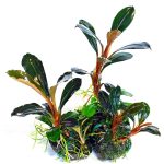 Bucephalandra Pygmaea "Kapit" – Single Plant | Aquasabi