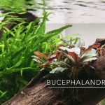 Bucephalandra Red – Easy Care Plant For Attaching To Hardscape