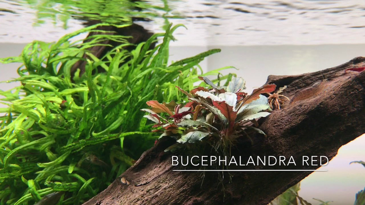 Bucephalandra Red - Easy Care Plant For Attaching To Hardscape