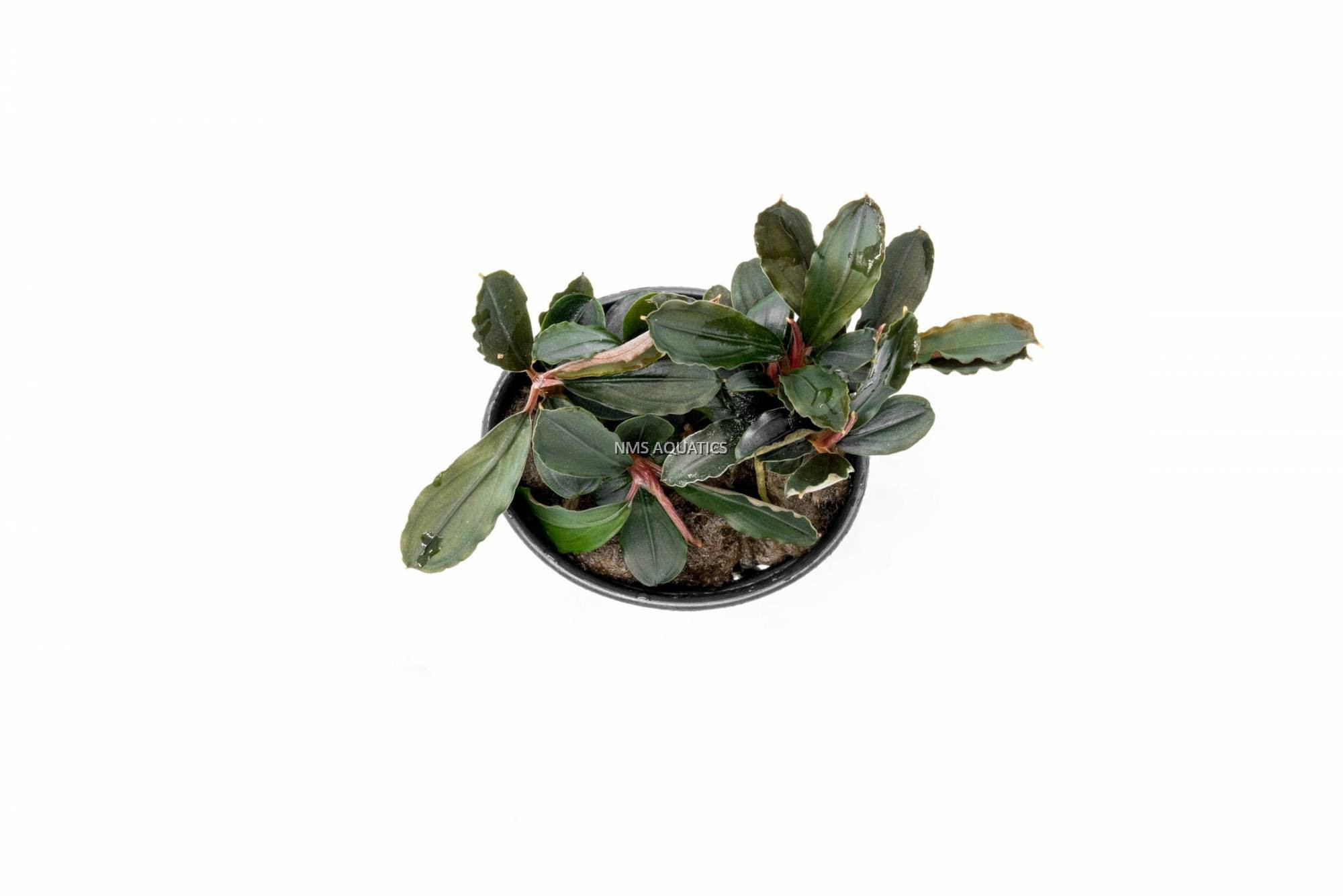 Bucephalandra Sp. Red Mini | Aquarium Plant | Nms Aquatics