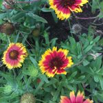 Buy Gaillardia Live Plant – Bloomybliss
