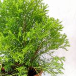 Buy Lemon Cypress Gold Crest Online – Paling Horticulture