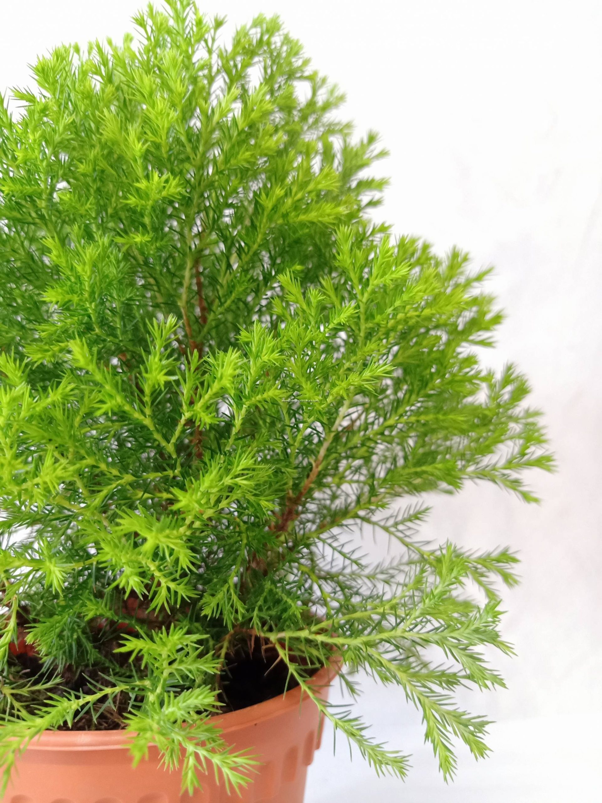 Buy Lemon Cypress Gold Crest Online - Paling Horticulture