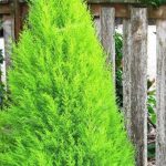 Care Tips For Lemon Cypress Trees | Lemon Cypress, Cypress Trees