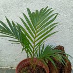 Chamaedorea Elegans, Victorian Parlor Palm, Palm Plant, House