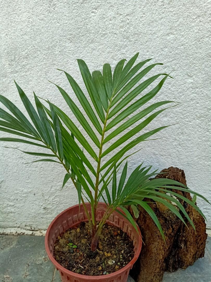 Chamaedorea Elegans, Victorian Parlor Palm, Palm Plant, House