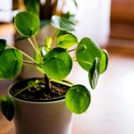 Chinese Money Plant: How To Care For Pilea Peperomioides | Bbc