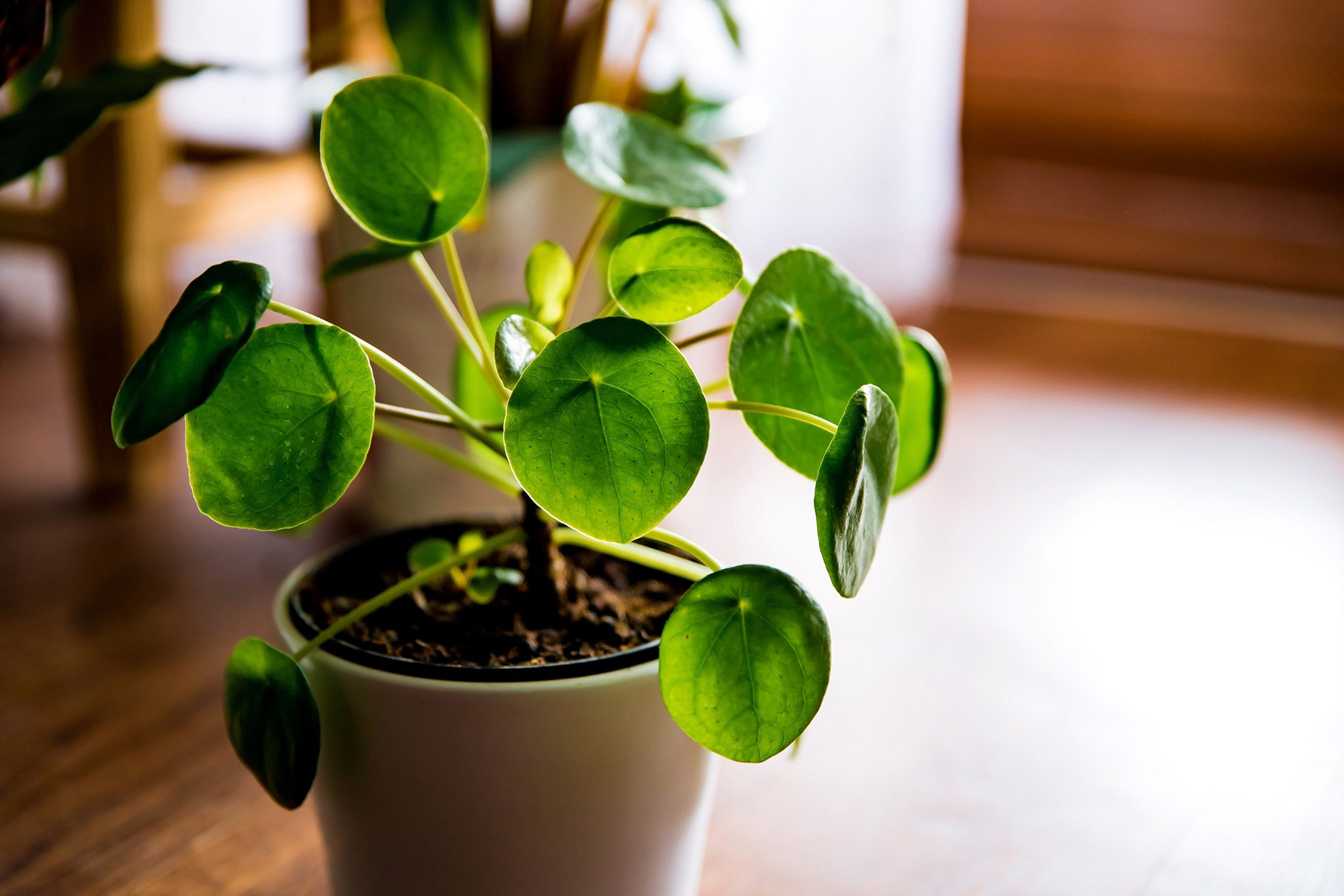 Chinese Money Plant: How To Care For Pilea Peperomioides | Bbc