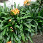 Clivia Miniata (Clivia, Clivia Lily, Flame Lily, September Lily