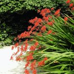 Crocosmia 'Lucifer' Care & Growing Tips | Horticulture.co.uk