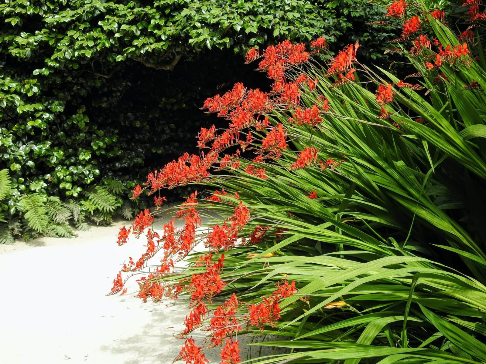 Crocosmia 'Lucifer' Care & Growing Tips | Horticulture.co.uk