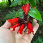 Dying Lipstick Plant? 7 Expert Tips For A Thriving Plant