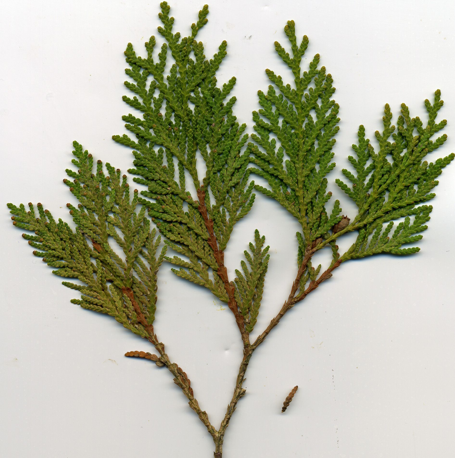 Eastern Red Cedar | Cedar Plant, Plants, Plant Meanings