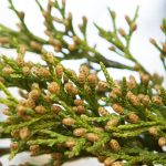 Eastern Red Cedar: Positives, Negatives And Management