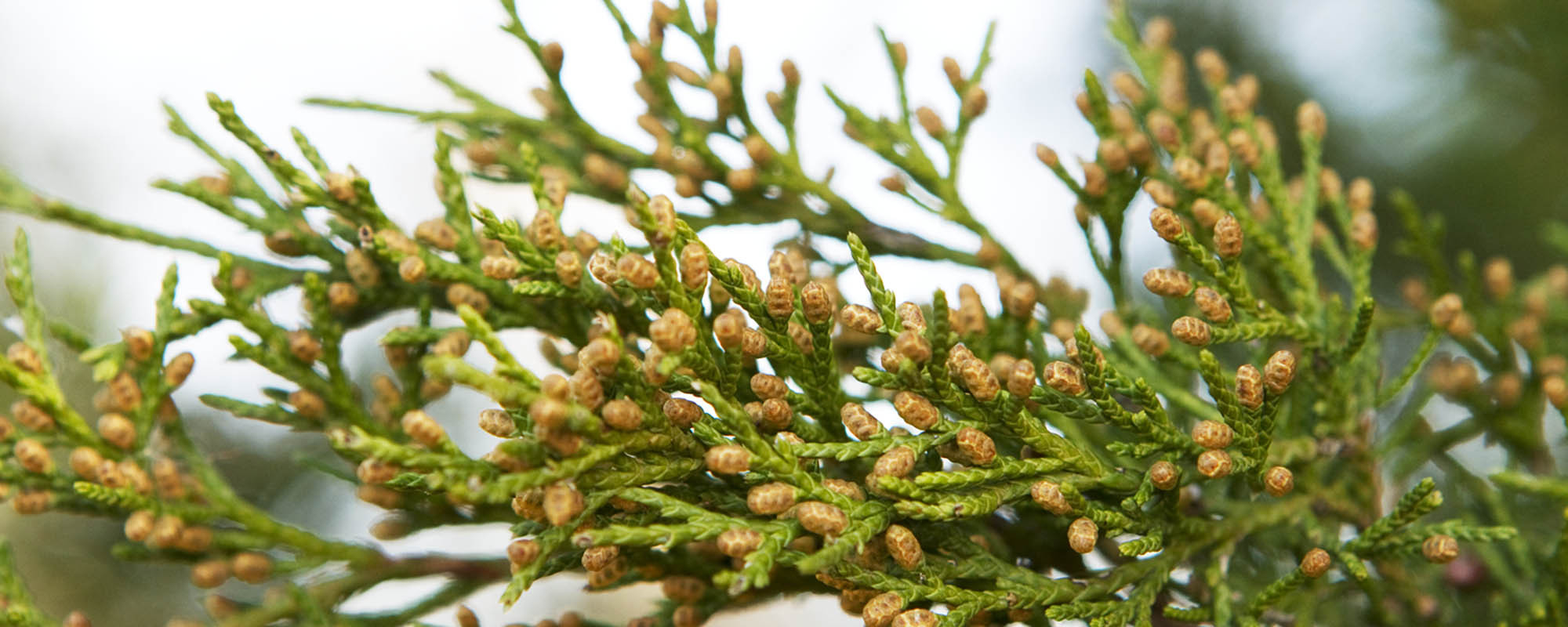 Eastern Red Cedar: Positives, Negatives And Management