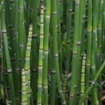 Equisetum Hyemale | Snake Grass | Plants A Z | The Gardener : The