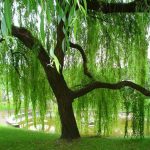 Everything You Need To Know About Weeping Willow Trees – Dengarden