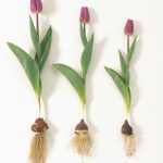 Fall Planted Flower Bulbs: Why Size And Quality Matter – Longfield
