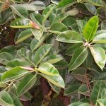 Ficus Elastica – Wikipedia