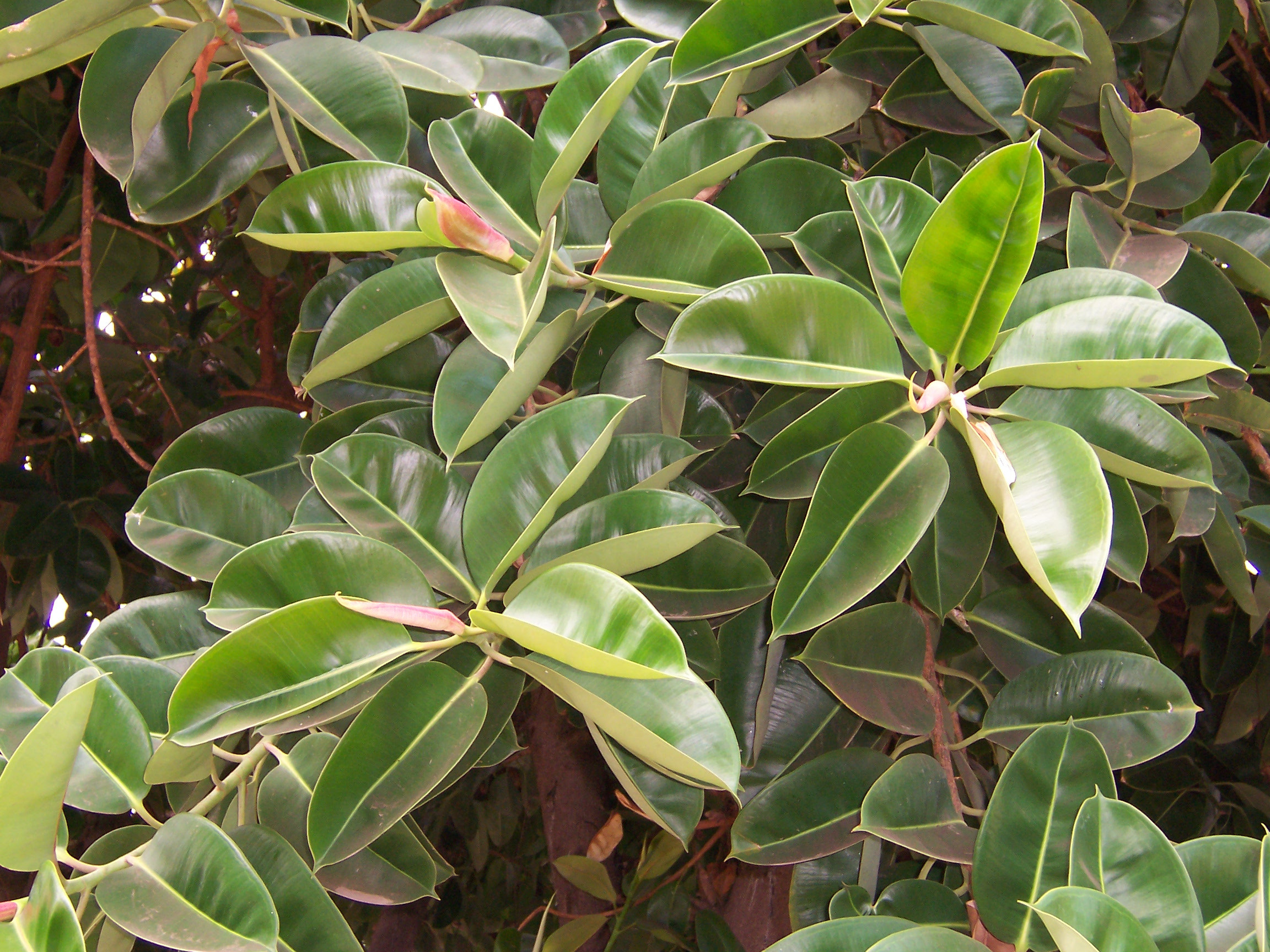 Ficus Elastica – Wikipedia