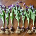 Firmness, Shape, Size, The 3 Keys To Choose A Tulip Bulb For Best