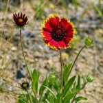 Gaillardia – Planting, Sowing And Advice On Caring For It