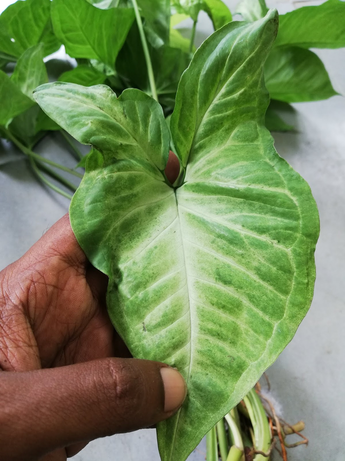 Garden Chronicles : Arrowhead Plant – Syngonium Podophyllum – Best