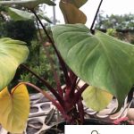 Ghz – Alocasia Cucullata Red Stem Live Plant Pokok Alokasia Batang